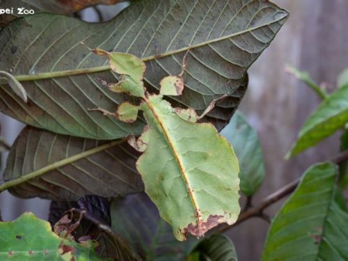 竹節蟲主題導覽開跑！走進臺北動物園昆蟲館，發現會「隱身」的森林小高手